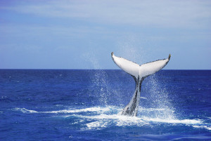 Whale Tail