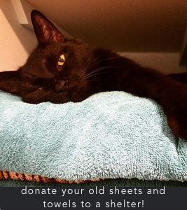 donatetowels-cat