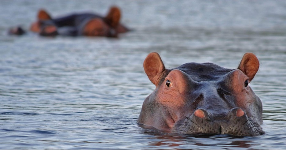 A hippo floats in a river, visible only from its snout up